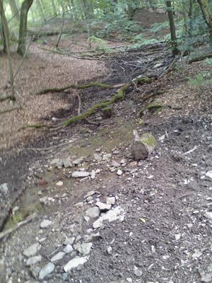 Das ausgetrocknete Erlenbachbett in der Kurve oberhalb der Wintermühle am 28. Juli 2015